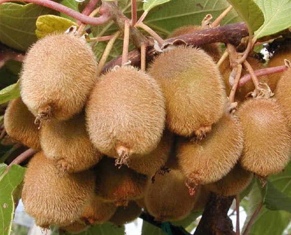 1X 3FT LARGE KIWI FRUIT PLANT ACTINIDIA SOLO SELF FERTILE 3L