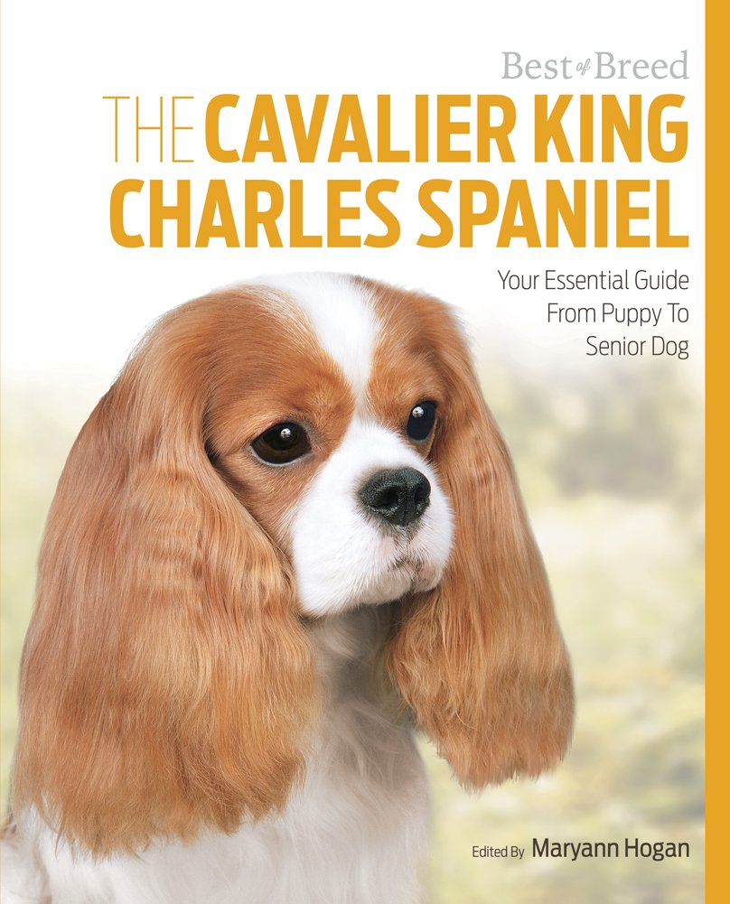senior cavalier king charles spaniel