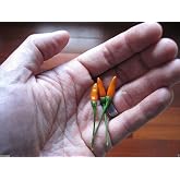 10 Seeds - Pepper,Siling Labuyo Filipino Bird's Eye Chili Very Rare,Super Hot!