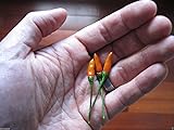 10 Seeds - Pepper,Siling Labuyo Filipino Bird's Eye