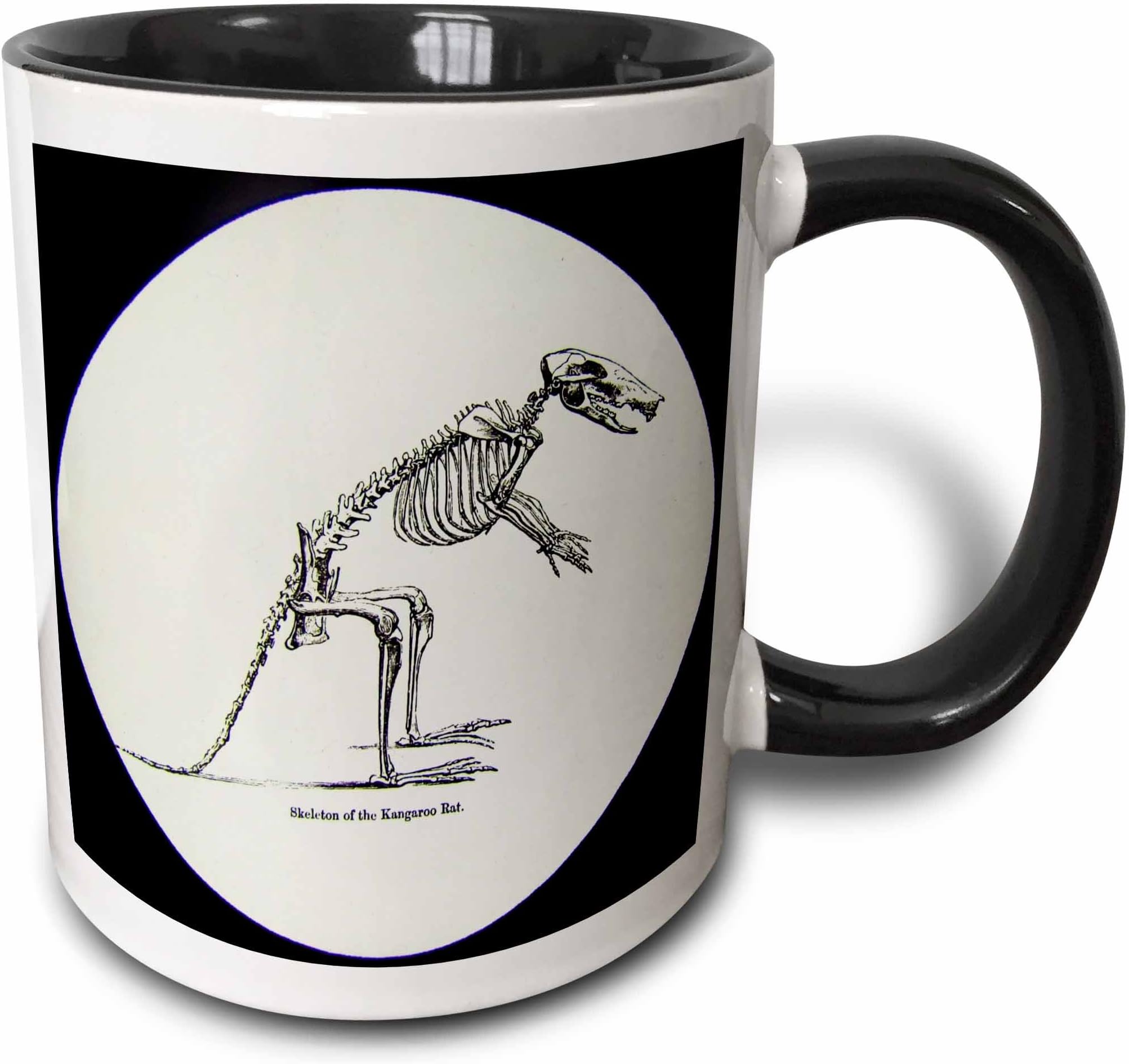 3D Rose 246376_4 Vintage Scientific Study Magic Lantern Slide Skeleton of Kangaroo Rat Two Tone Ceramic Mug Black