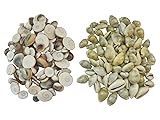 BHAVICREATION Gomati Chakra Yellow Cowrie Kaudi