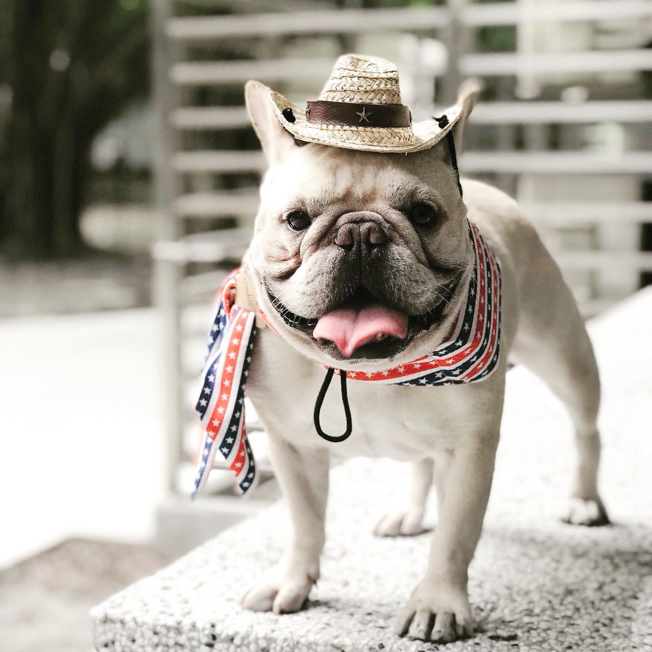 Amazon Frenchie フレンチ ペット暑さ対策グッズひんやりクール 手作りネックバンダナ犬服 アメリカンスター Frenchie フレンチ おでかけ用品 通販 Amazon Frenchie フレンチ ペット暑さ対策グッズひんやりクール 手作りネックバンダナ犬服 アメリカンスター Frenchie フレンチ おでかけ用品 通販