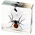 REAL BUG Spider and Fly Desk Decoration