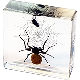 REAL BUG Spider and Fly Desk Decoration
