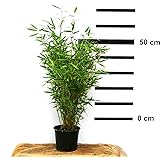 4 x Riesen-Chinaschilf, winterhart, Miscanthus Giganteus