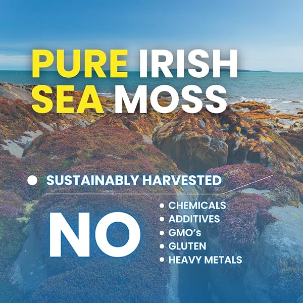 NUTRA GURU SEA MOSS CAPSULES – 90 IRISH SEA MOSS CAPSULES WITH BIOPERINE, BLADDERWRACK, AND BURDOCK ROOT – HIGH-POTENCY PILLS FOR IMMUNITY, GUT, AND ENERGY