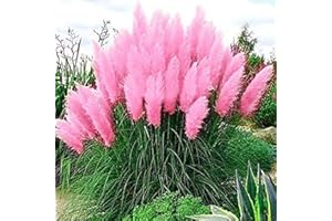Outdoor Indoor Garden Pink Pampas Grass Seeds Mix - 100 Seeds