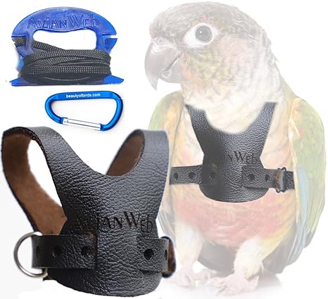 bird leash conure