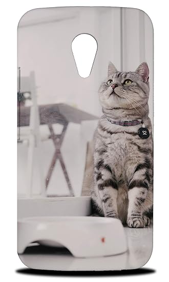 Amazon Com American Shorthair Cat Hard Phone Case Cover For