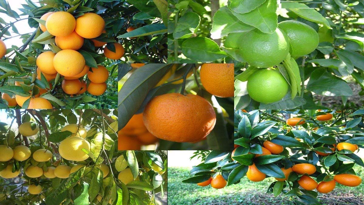 MADAME GROW Fertilizante O ABONO ORGÁNICO para Plantas Bellies Kit ...