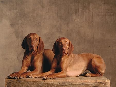 Two Short Haired Hungarian Vizsla Pointers Detail Amazon Co Uk