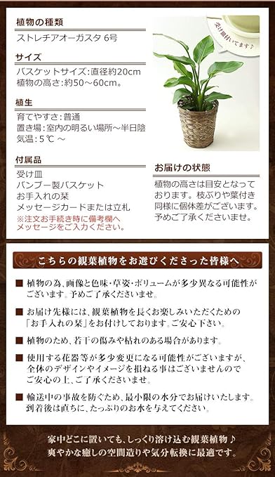 Amazon Co Jp Bunbunbee 観葉植物 オーガスタ 6号鉢 受け皿付 メッセージカード ホーム キッチン