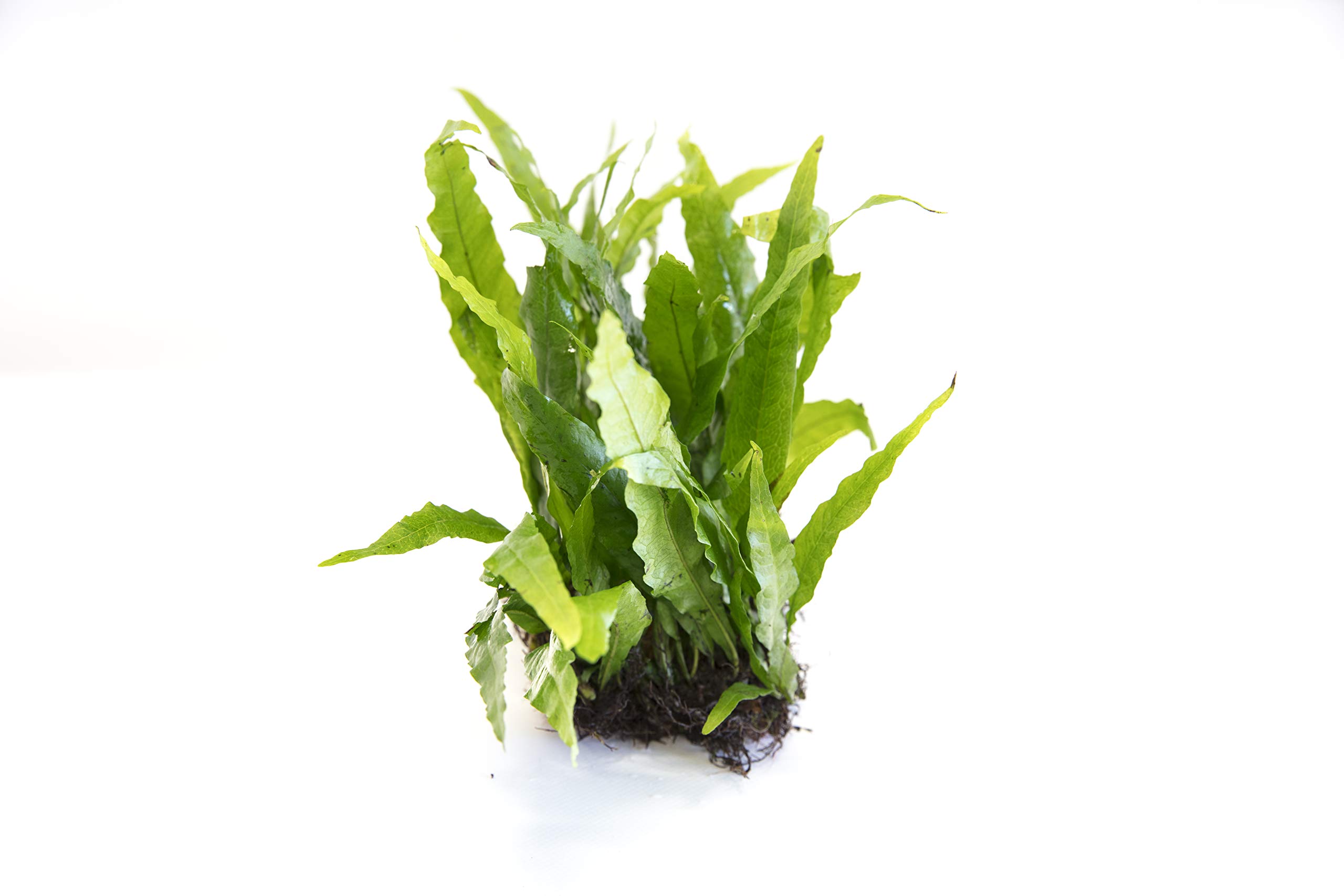 DK Aquatics - Java Fern Microsorium pteropus Live Aquarium Plants Aquatic Plant Fish Tank (5)