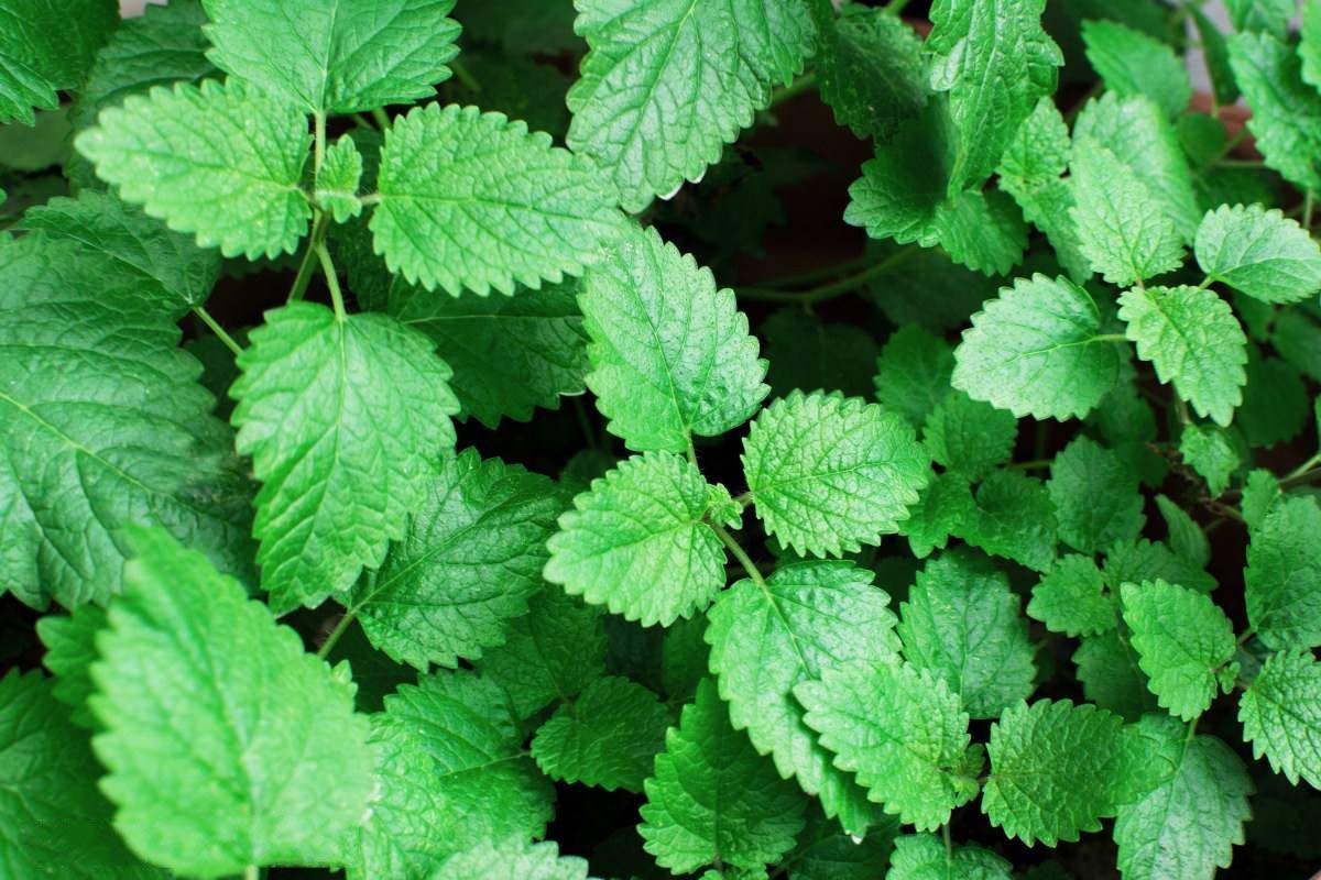 Peppermint Herb Seeds Garden Organic Peppermint Mint Herb Peppermint Herb Seeds Garden Organic Peppermint Mint Herb