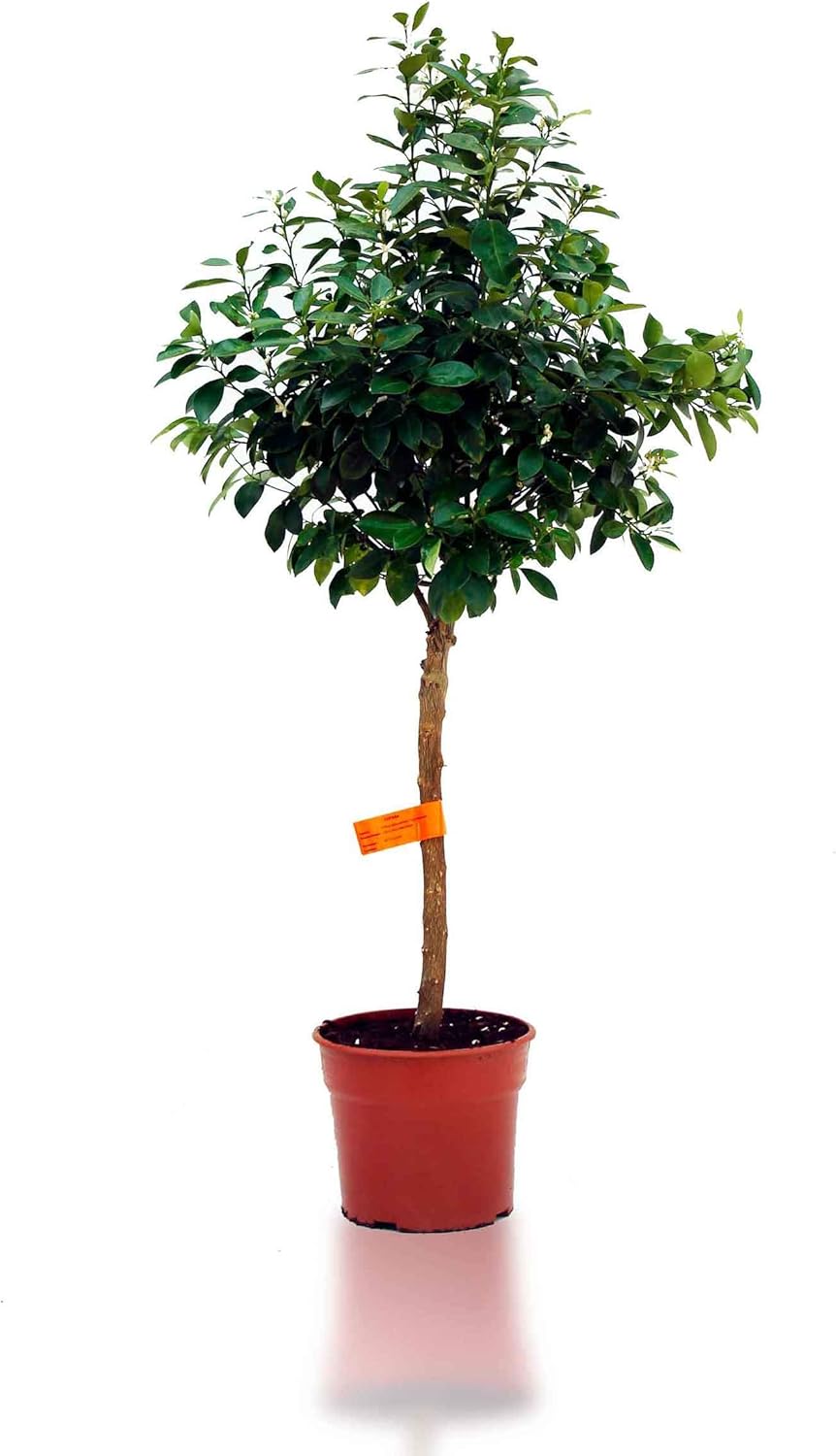 TUS PLANTAS A CASA | CALAMONDIN | CÍTRICOS DE TERRAZA | PLANTA ...