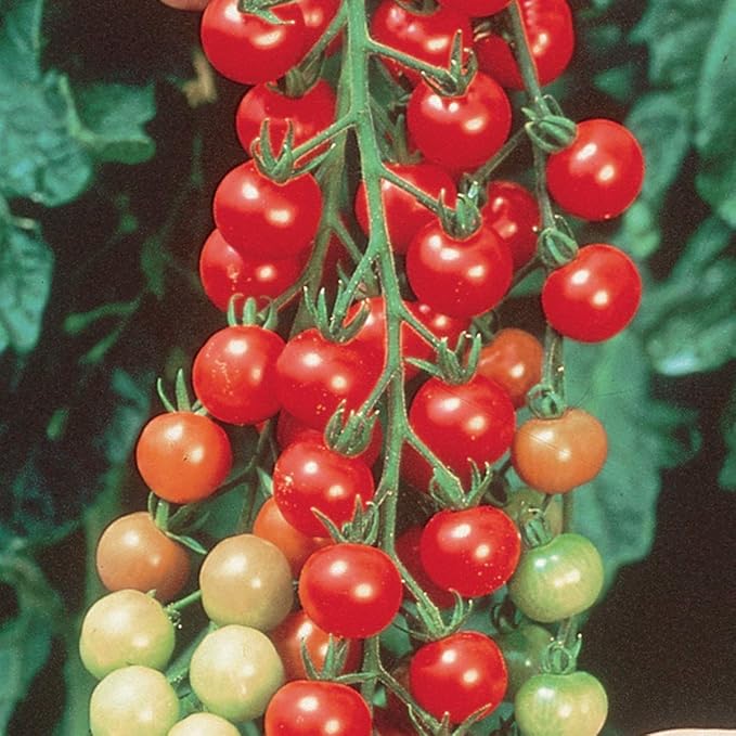 Burpee Super Sweet 100' Hybrid Cherry Tomato, 3 Live