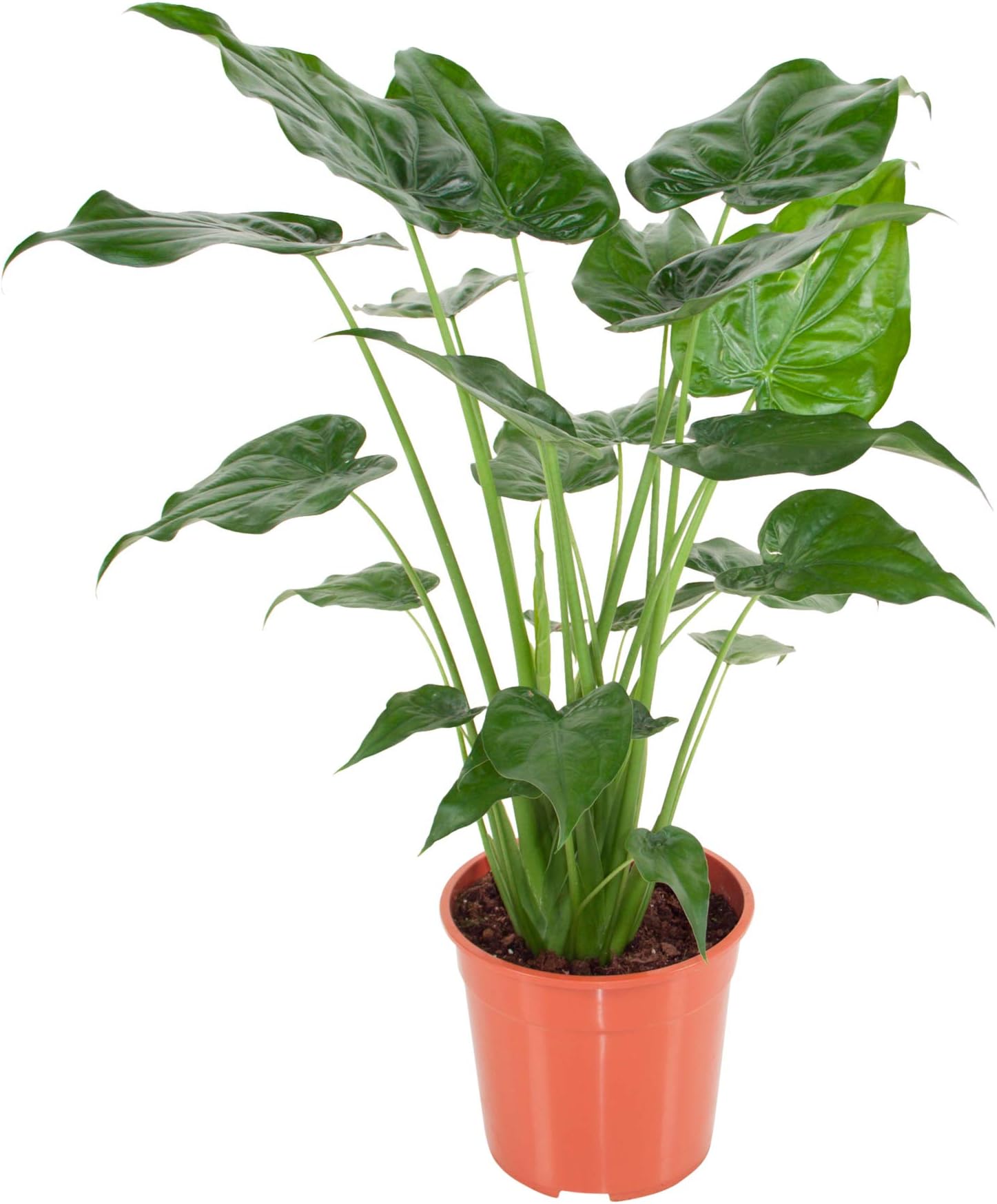 Indoor Plant from Botanicly – Elephant Ear – Height: 100 cm – Alocasia Cucullata