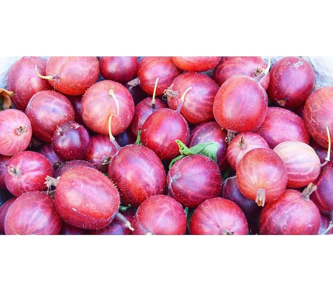 Dehner Stachelbeere Xenia, glatte rötliche Früchte, ca. 130-150 cm, 3 l Topf, Beerenobst