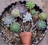 YUNSTK Mix Horticultural Lava Rock 2lb for Succulents Bonsai Drainage Garden view 6
