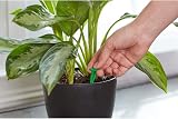 Miracle-Gro Indoor Plant Food Spike 1.1 Ounce Urea Nitrogen Fertilizer view 7