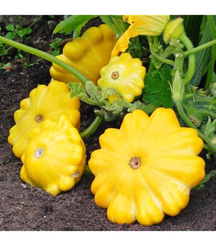 thumbnail image 2 of Sunburst Squash Seeds - Yellow Scallop Patty Pan Squash For Gardens & Containers 2 of 12