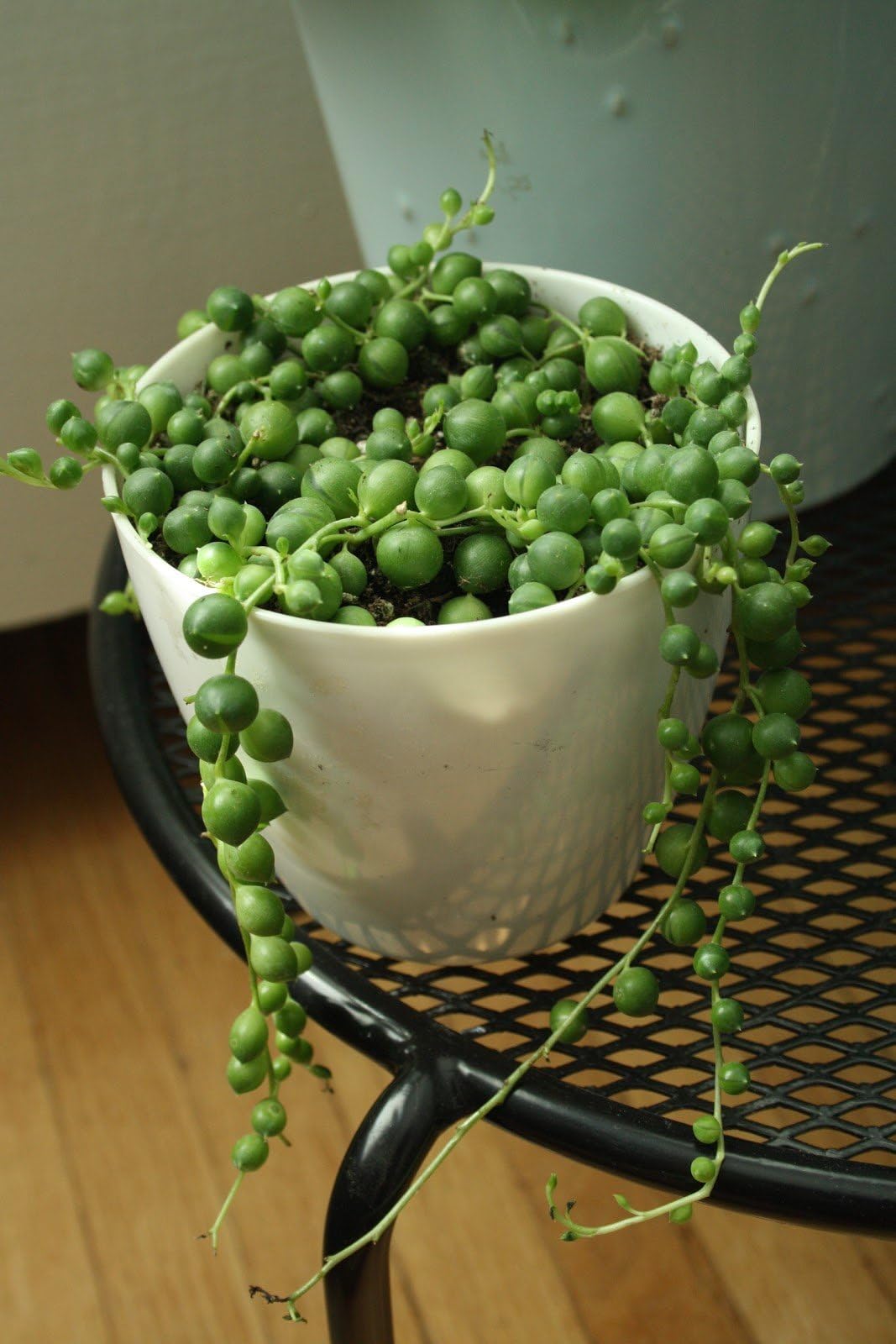 String of Pearls Hanging aka Senecio rowleyanus Live Plant - Indoor Live Plant Fit 1QRT Pot