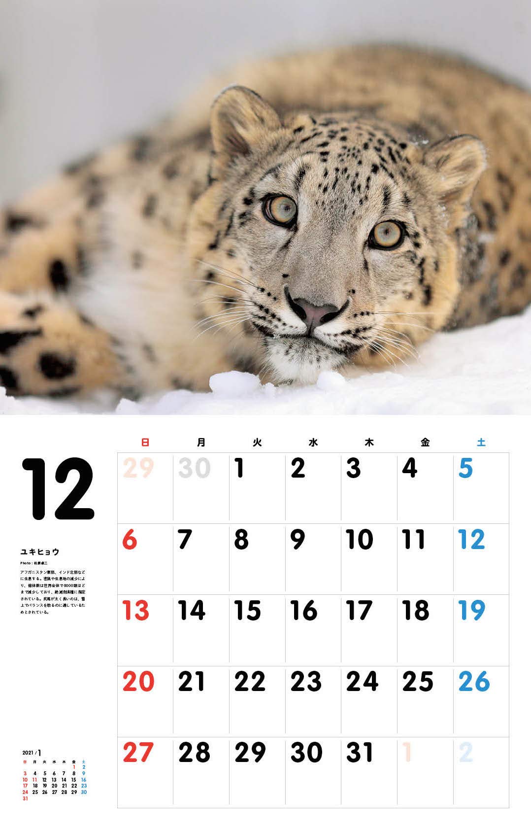 いとしの珍動物カレンダー 壁掛け カレンダー 宮田幸司 松原卓二 本 通販 Amazon