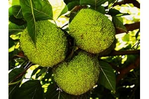 100 Seeds: Maclura pomifera Seeds, Osage Orange, USA, Frost Resistant, Long-Term Wood: Package Contains Seeds