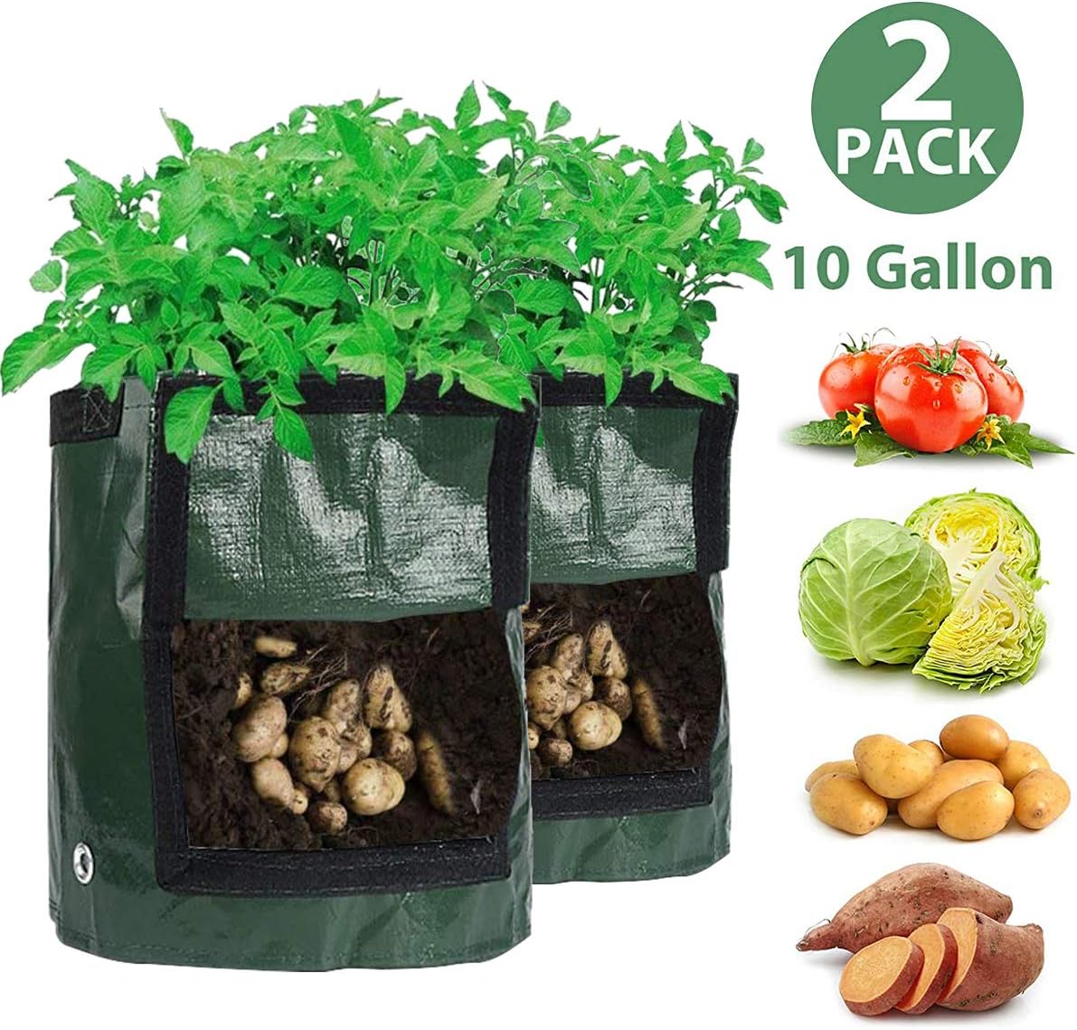 coltivare ventola per piante d'appartamento