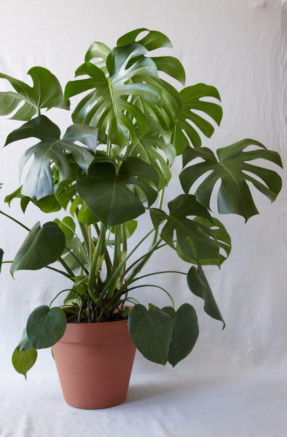 Live Split-Leaf Philodendron Plant Fit 1 Quart Pot - Houseplant - Easy to Grow