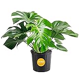Costa Farms Monstera Swiss Cheese Plant, Live
