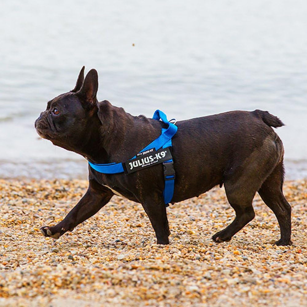 julius k9 french bulldog size