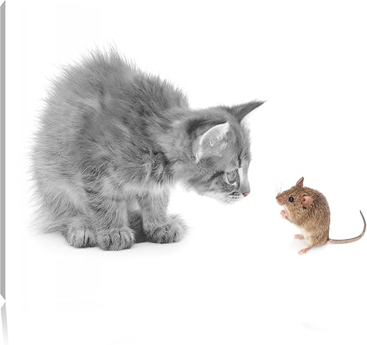 Chat Et Souris Noir Blanc Taille 80x60 Sur Toile énorme