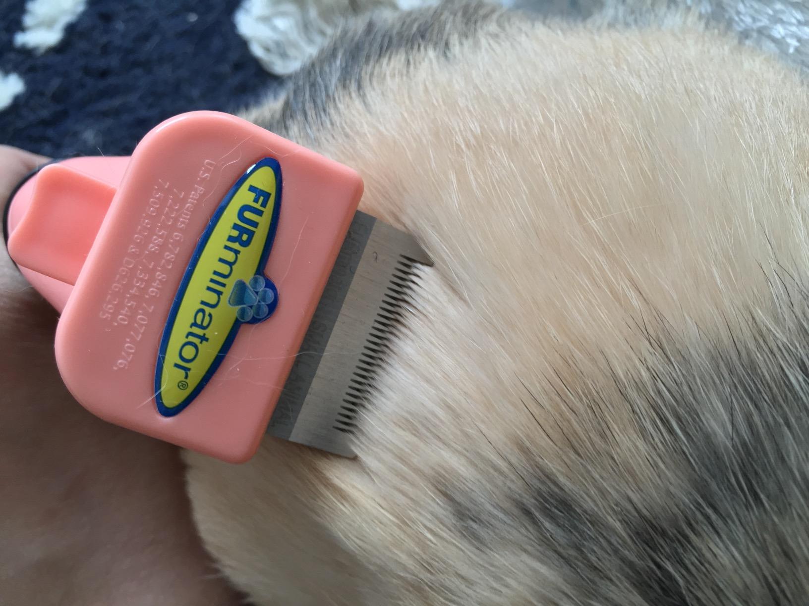 furminator for rabbits