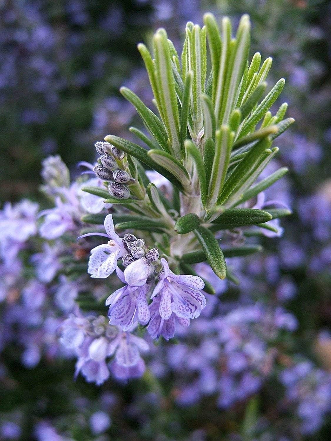 Rosemary Seeds, NonGmo, Heirloom, Variety Sizes, Herb Seeds, (160