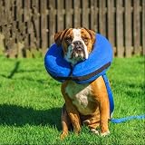 Emwel Pet Inflatable Collar for Large Dogs, Comfy Recovery Cone, L view 4