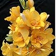 Tuberose. Bloom Year After Year.Delightful Perennial Flower Surprise Decoration.-10 Bulbs-C