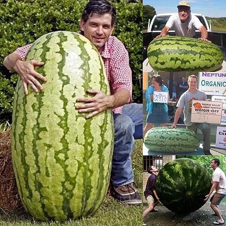 ZIXI Gartensaaten - 50 Stück Riesen Wassermelone zuckersüss Obstsamen Selten Frucht Samen Melonen Saatgut Essbar