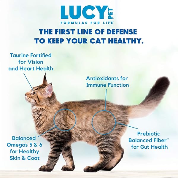 LUCY PET PRODUCTS LUCY PET CAT SALMON, PUMPKIN, & QUINOA 10LB