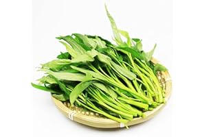 VISTATU 2000+ Kong Xin CAI Vegetable Seeds Water Spinach Kangkong Delicious Vegetable Seeds for Green Leaf Planting Garden Non-GMO Choy Ong Seed