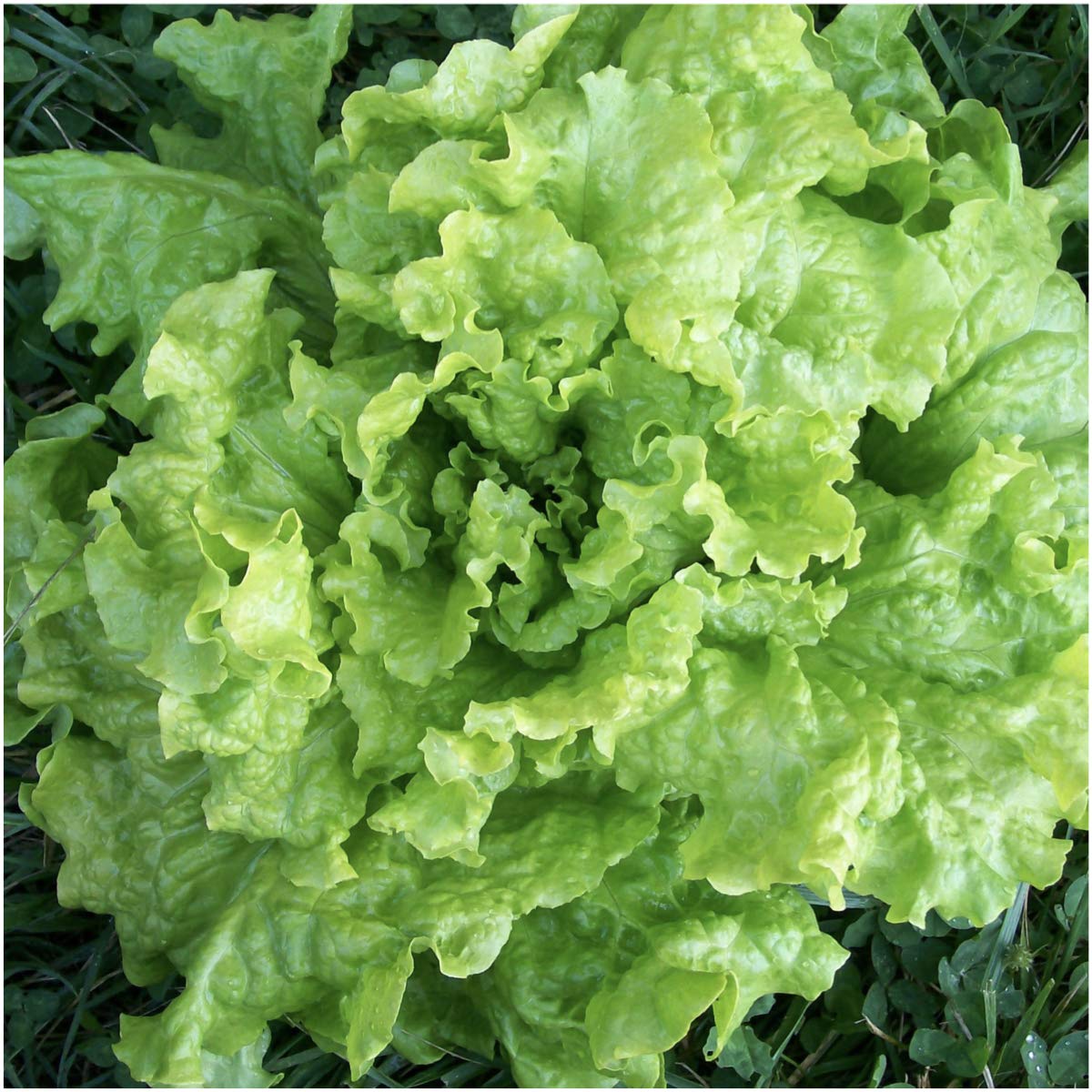 Seed Needs, Lettuce Lovers Seed Collection (8 Individual Packets) Non