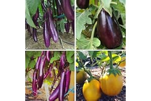 Long Purple Eggplant - Solanum Melongena 'Long Purple' Vegetable Seeds, Also Known as Long Purple Aubergine Home Garden Plant