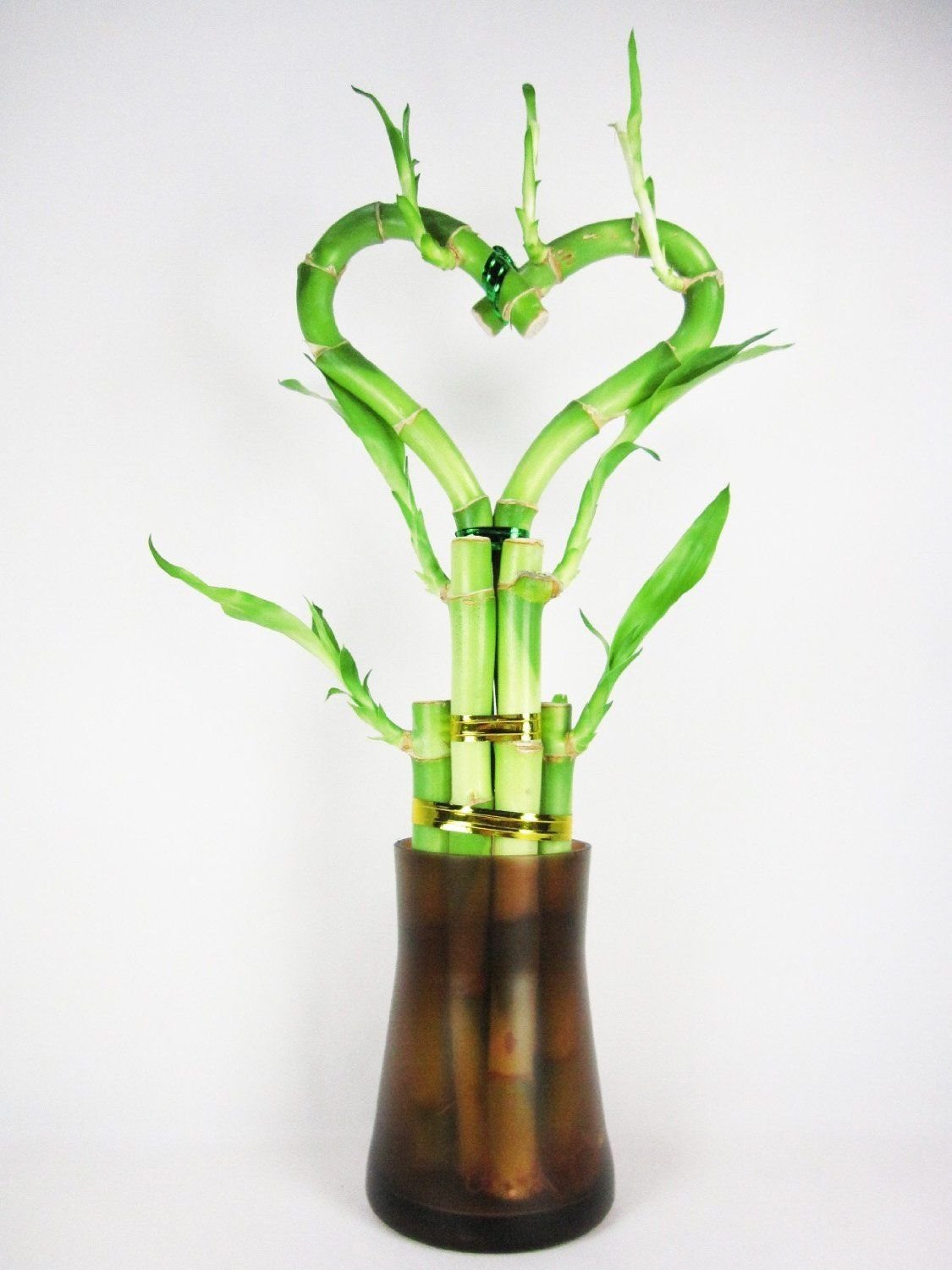 Amazon Com Live Heart Shape 6 Style Lucky Bamboo Plant