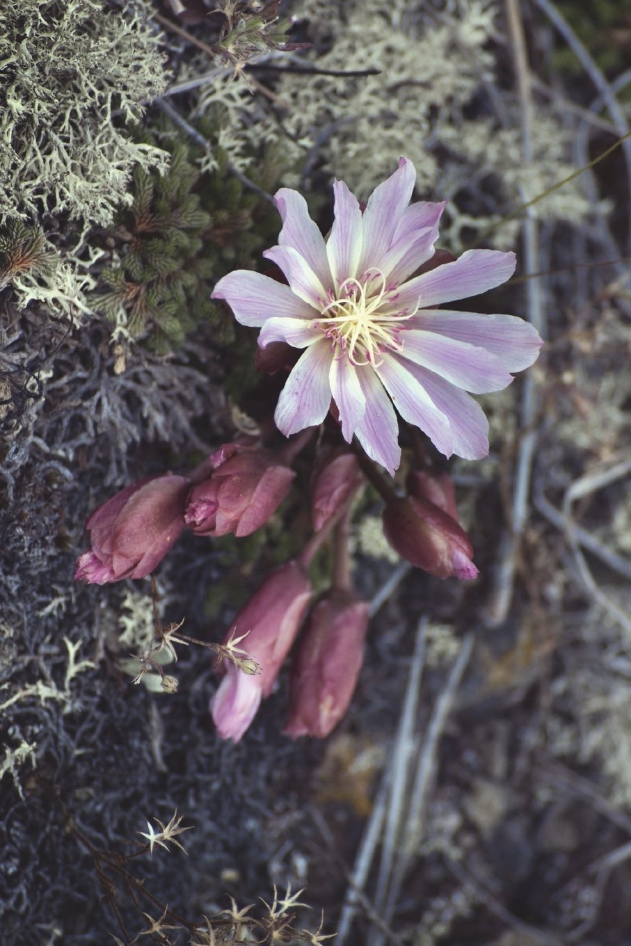 Montana State Flower Bitterroot Journal 150 Page Lined Notebook Diary Image Cool Amazon Com Books