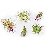 Ionantha Air Plant - Live Tillandsia Succulent House Plants - Available in Wholesale and Bulk - Home and Garden Decor - Easy