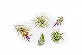 5 Pack Ionantha Air Plants Live Tillandsia