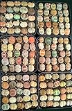 Micro Landscape Design Lithops 50 Seeds with 5 Baby