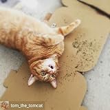 Cat FurNature Extra Strong Catnip Tub 30g UK Packaged in Reusable Tub view 7