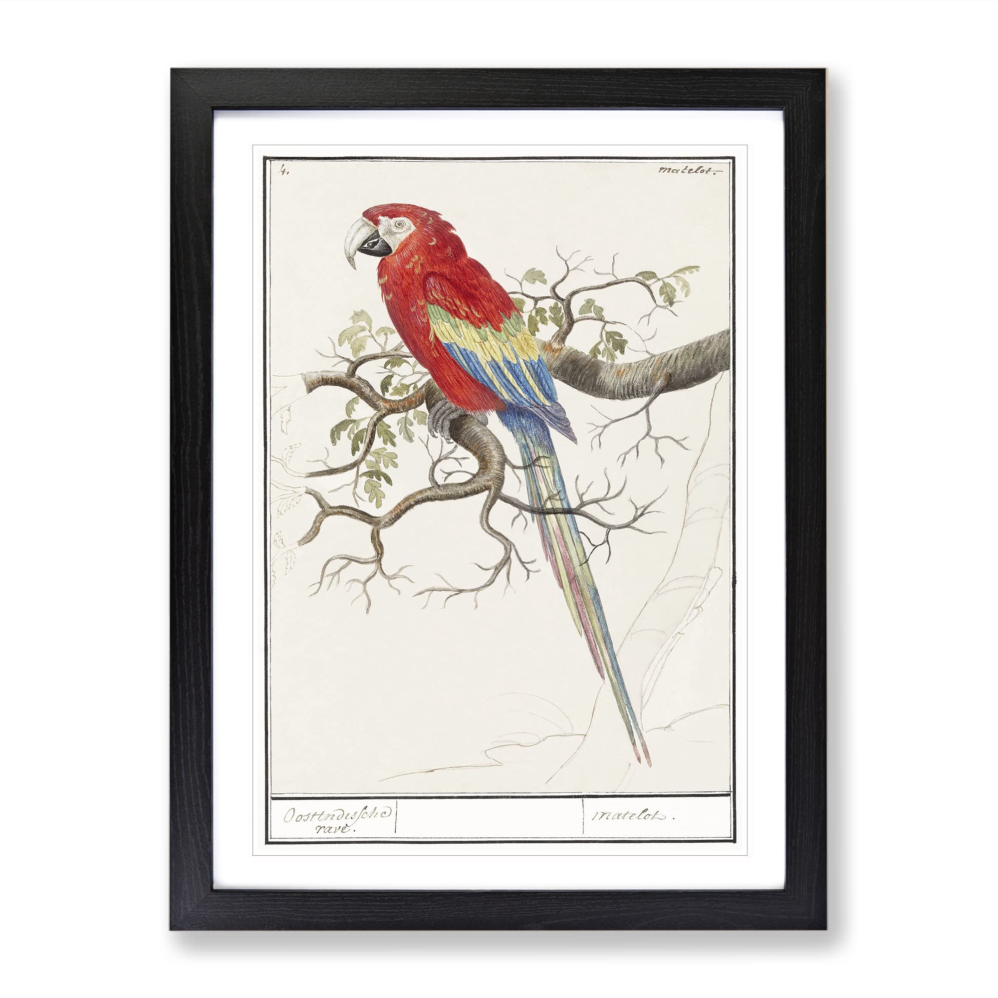 Scarlet Macaw Parrot By A.B. De Boodt Vintage Framed Wall Art Print, Ready to Hang Picture for Living Room Bedroom Home Office Décor, Black A4 (34 x 25 cm)